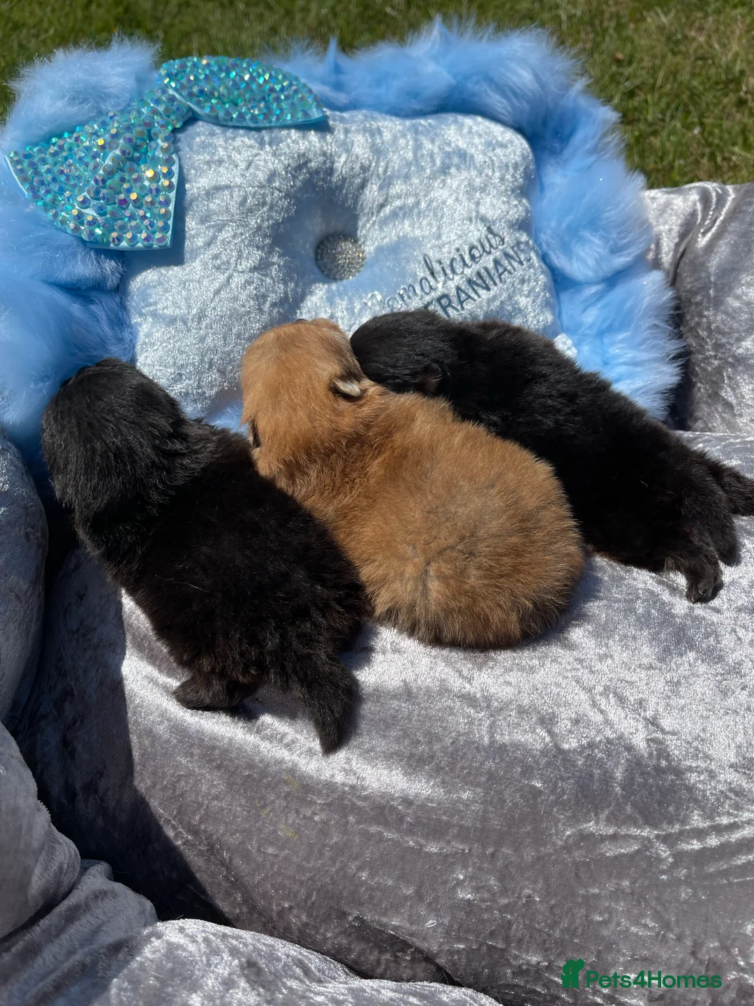 Pomeranian dogs for stud: STUNNING FENDI OPEN AT STUD 🏆CHAMPION SIRED🏆 in Grays - Advert 26