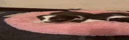 English Springer Spaniel dogs for sale: English springer spaniel puppy’s  in Deeside - Advert 11