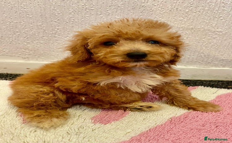 Maltipoo dogs - Advert 8