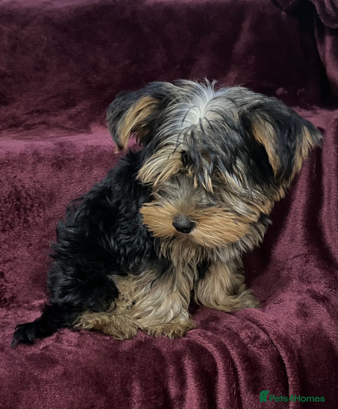 Yorkshire Terrier dogs for sale: Gorgeous little Yorkshire Terrier puppy  - Advert 7