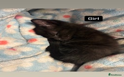 British Shorthair cats for sale: Beautiful kittens READY TO LEAVE SUNDAY - Image 3