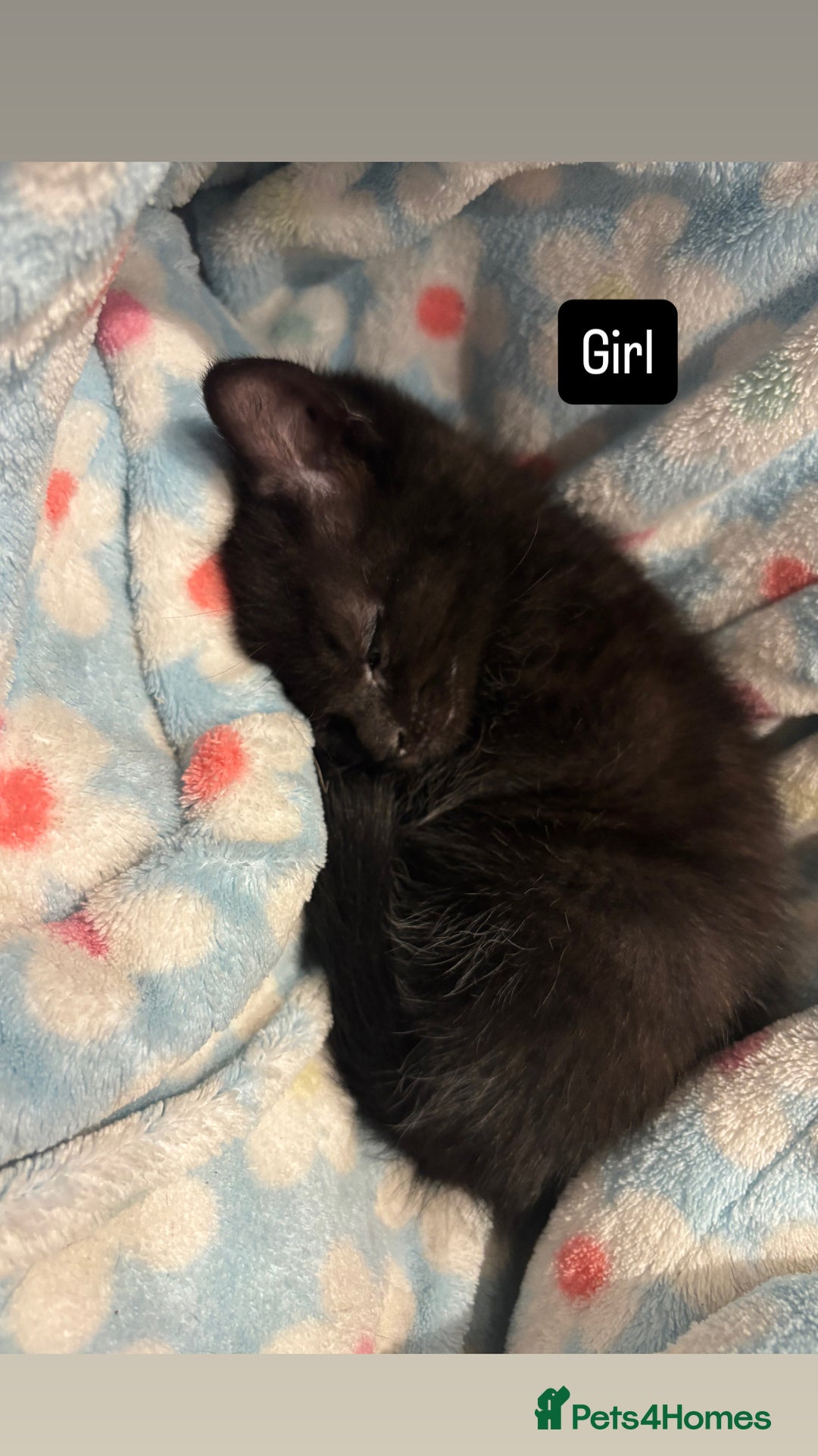 British Shorthair cats for sale: Beautiful kittens READY TO LEAVE SUNDAY - Image 3