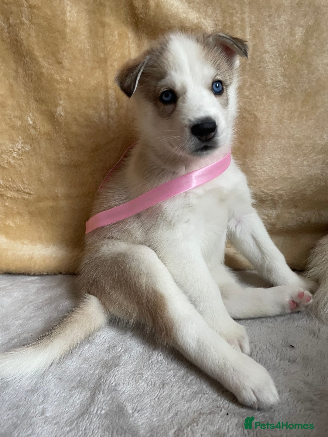 Siberian Husky dogs for sale: Siberian Husky Puppies  - Advert 9