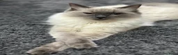 Ragdoll cats for sale: 3 Cute Ragdoll Kittens (Discounts available) - Advert 12
