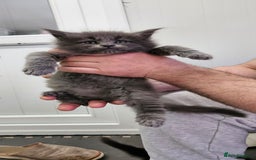 Maine Coon cats for sale: Giants TICA and GCCF Maine Coon registered  - Image 9