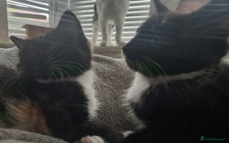 Mixed Breed cats for sale: Ragdoll cross kittens in Hereford - Image 4
