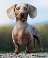 Miniature Dachshund dogs 1st TIME ADVERTISED, KC REG, TRUE MINI DACHSHUND - Advert 11