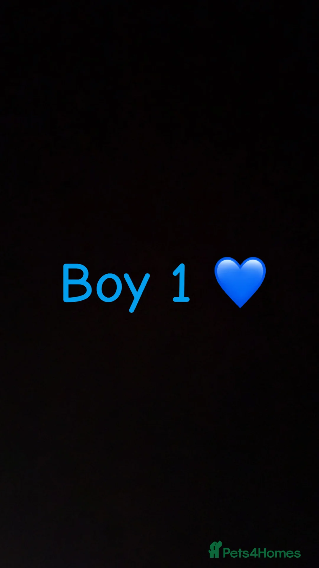 Miniature Dachshund dogs for sale: 3 beautiful boys left !!  - Advert 4