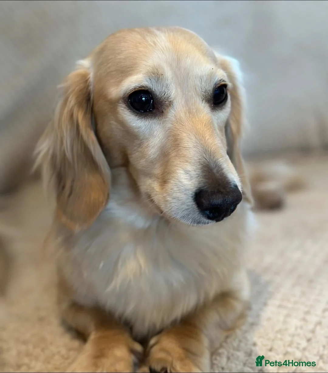 Miniature Dachshund dogs for stud: ee Cream Long Coat Miniature Dachshund Stud in Dalry - Advert 17