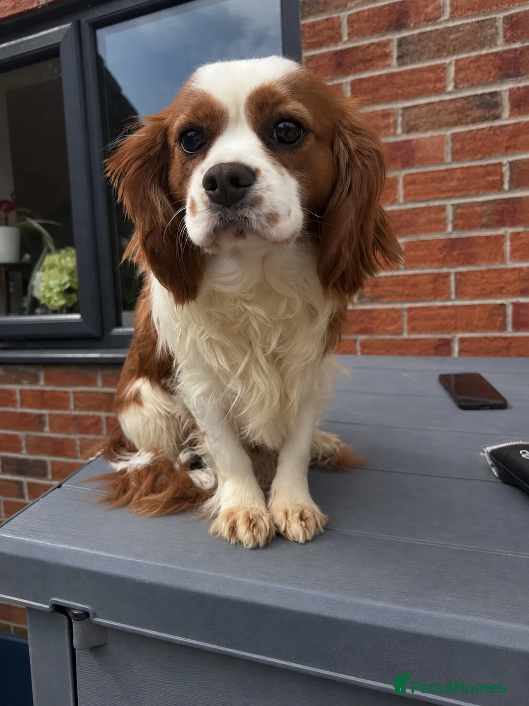 Cavalier King Charles Spaniel dogs for sale: 19mth old, KC Registered, Looking for love  - Advert 5