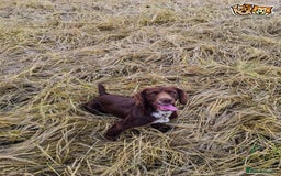 Cocker Spaniel dogs for stud: Stunning cocker spaniel for stud in Gloucester - Image 2