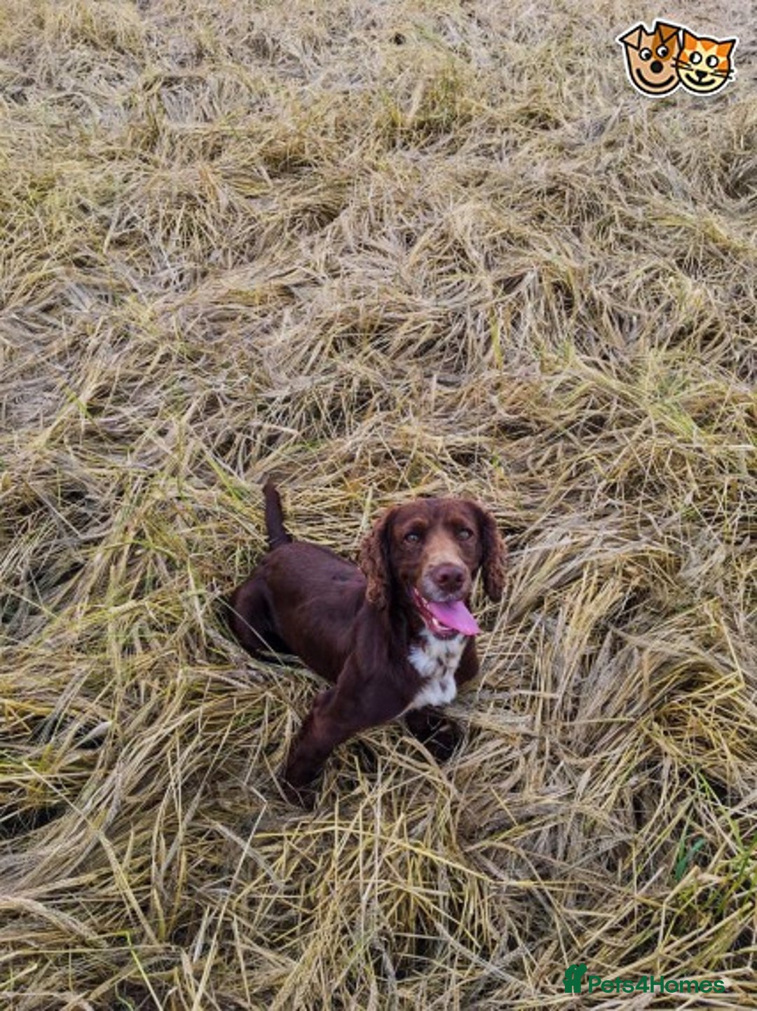 Cocker Spaniel dogs for stud: Stunning cocker spaniel for stud in Gloucester - Image 2