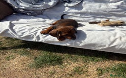 Dachshund dogs for sale: Dachshund puppies available for rehoming. - Image 15