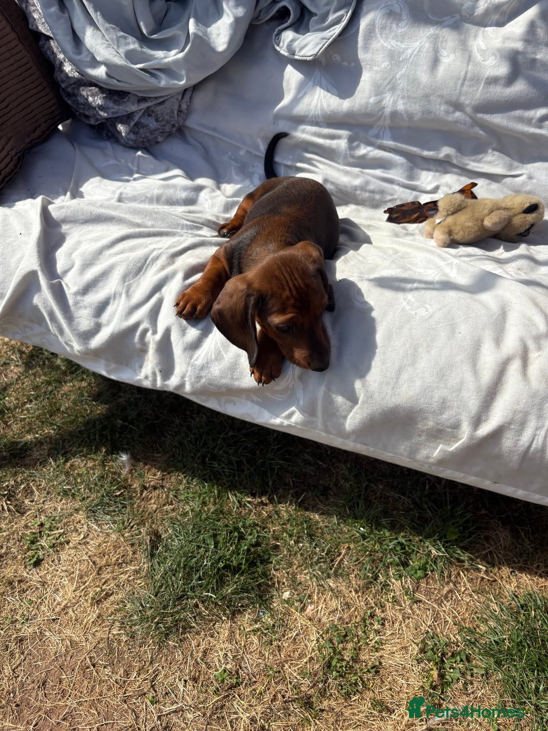 Dachshund dogs for sale: Dachshund puppies available for rehoming. - Image 15
