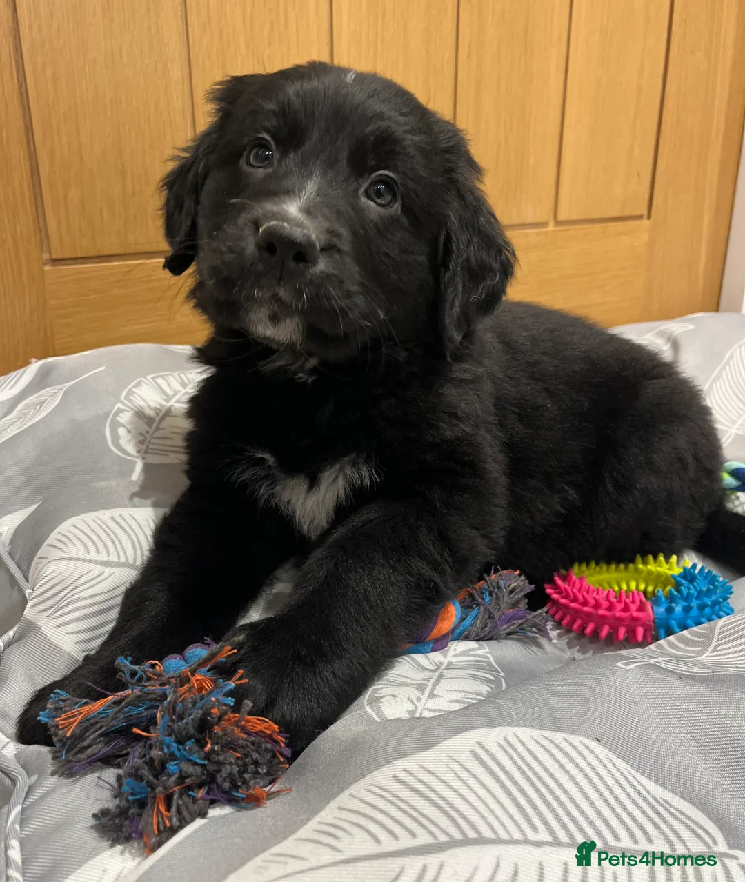 Golden Retriever dogs for sale: Beautiful Bernese Mountain Dog x Golden Retrievers - Advert 34