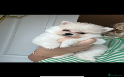 Pomeranian dogs for sale: REDUCED!, last Pomeranian girl🎀🌸 - Image 4