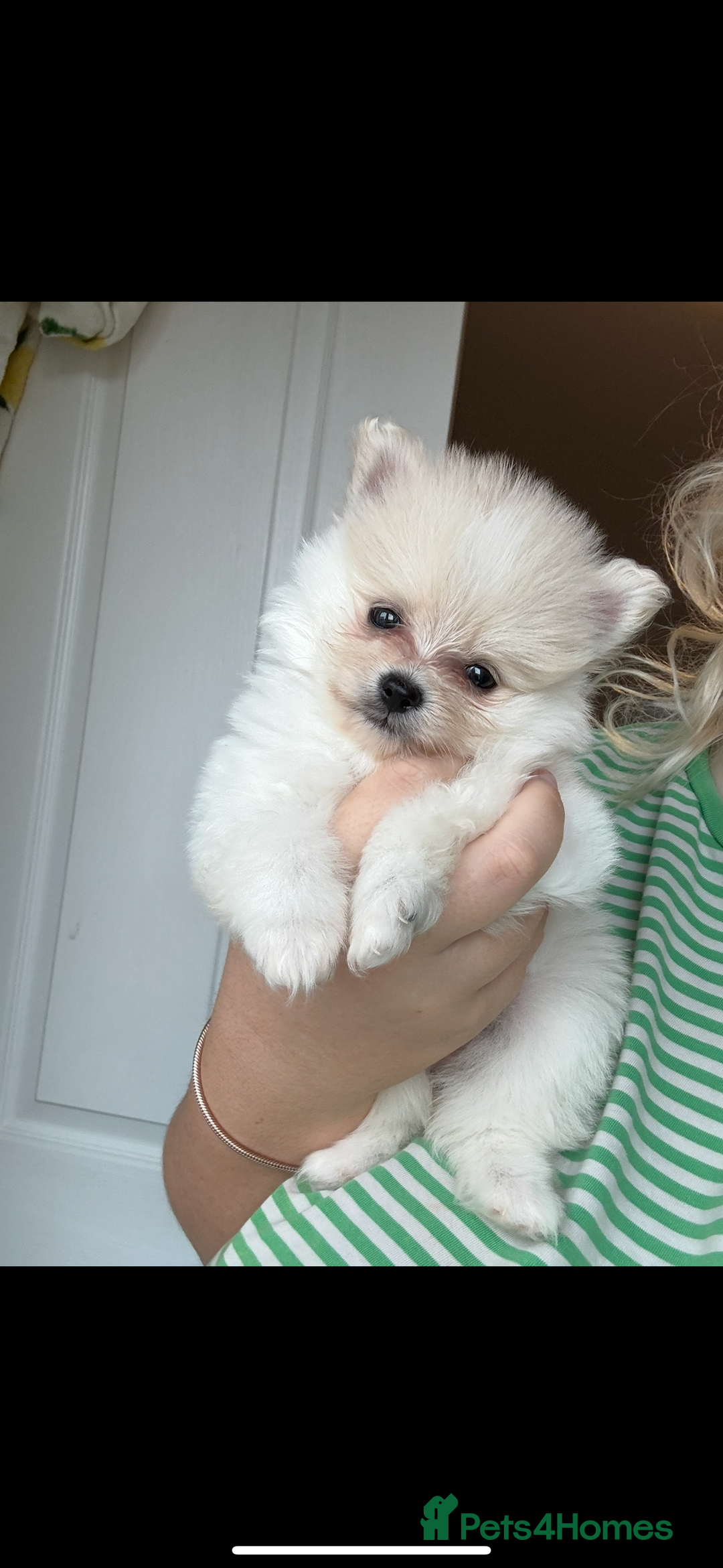 Pomeranian dogs for sale: REDUCED!, last Pomeranian girl🎀🌸 - Image 4