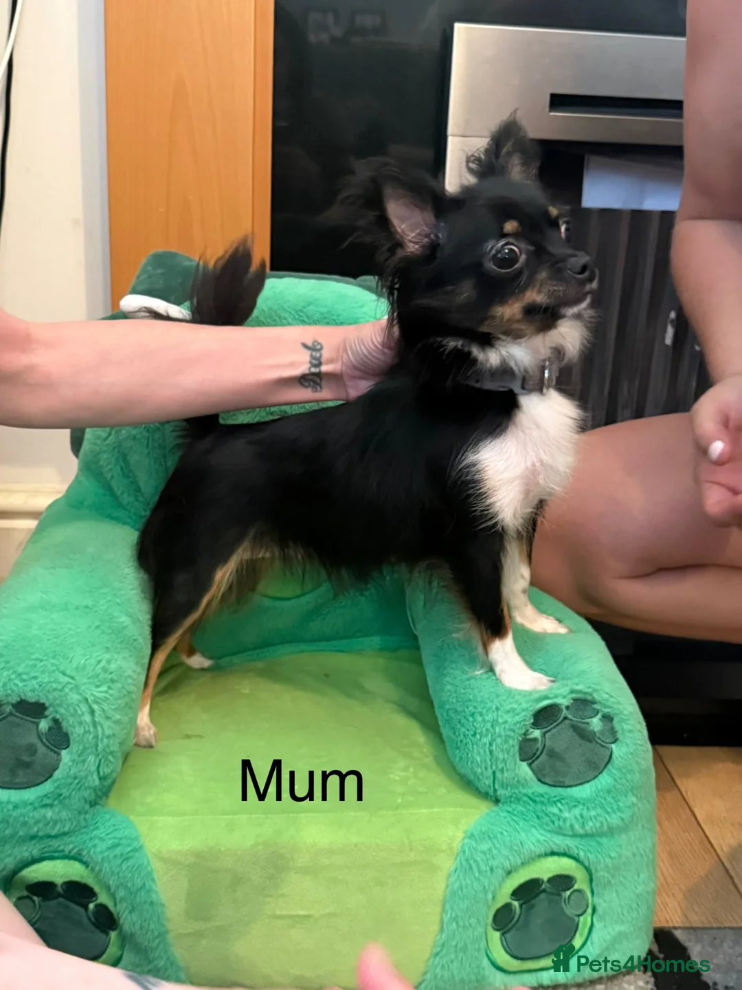 Chihuahua dogs for sale: Chihuahua puppies 2 boys available  in Manchester - Advert 2