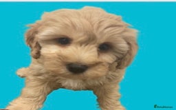 Schnoodle dogs for stud: STUNNING CHOC/WHITE MIN SCHNAUZER AT STUD in Coventry - Image 20