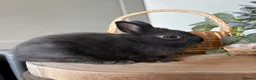 Netherland Dwarf rabbits for sale: Bonded sisters  - Advert 4