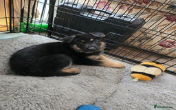 German Shepherd dogs for sale: German shepard pups - Image 22