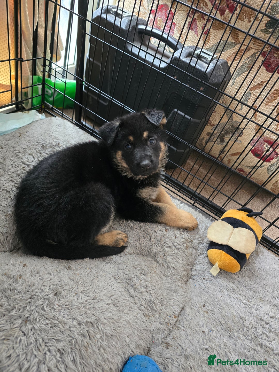 German Shepherd dogs for sale: German shepard pups - Image 22
