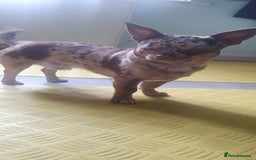 Chihuahua dogs for stud: Chocolate Merle chihuahua stud - Image 1