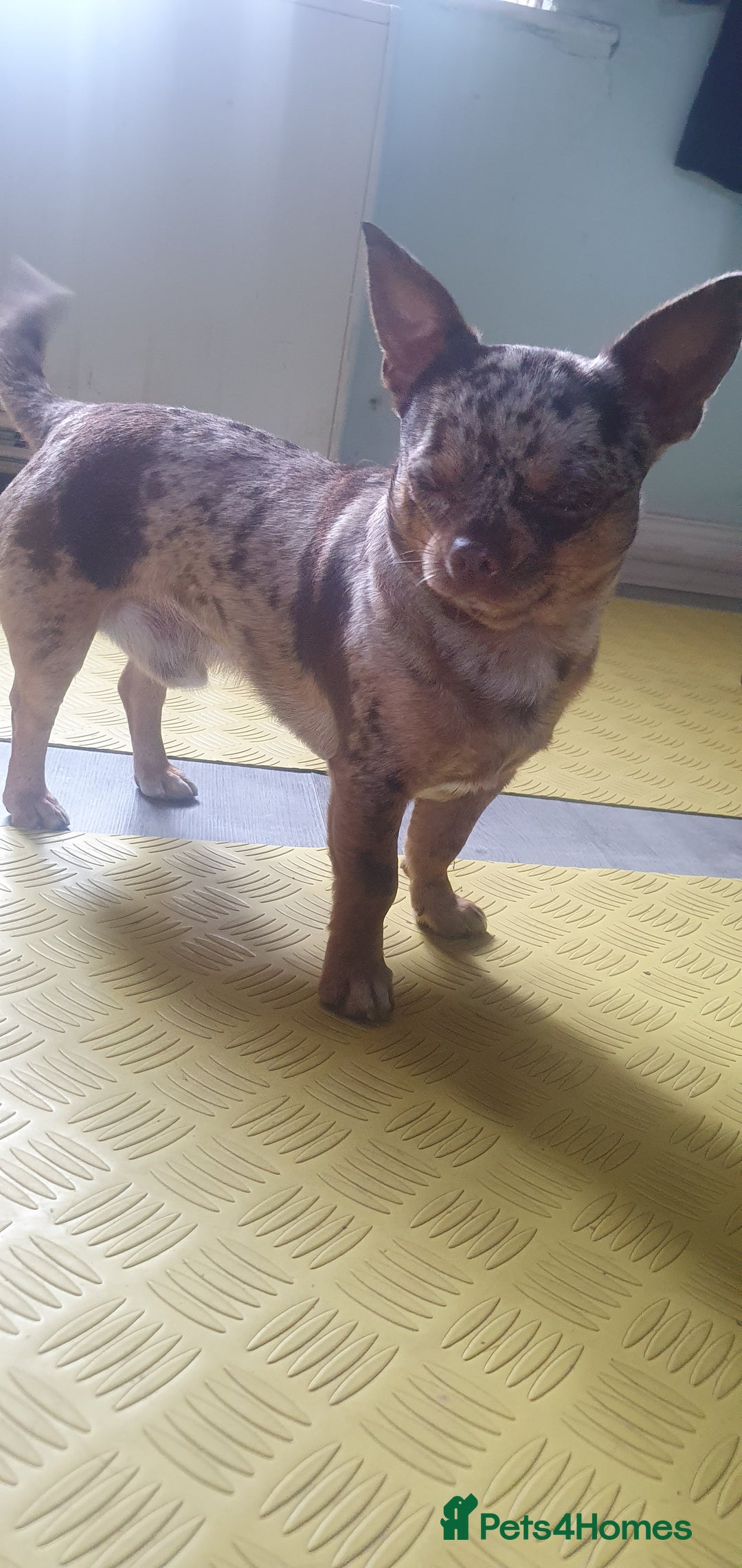 Chihuahua dogs for stud: Chocolate Merle chihuahua stud - Image 1