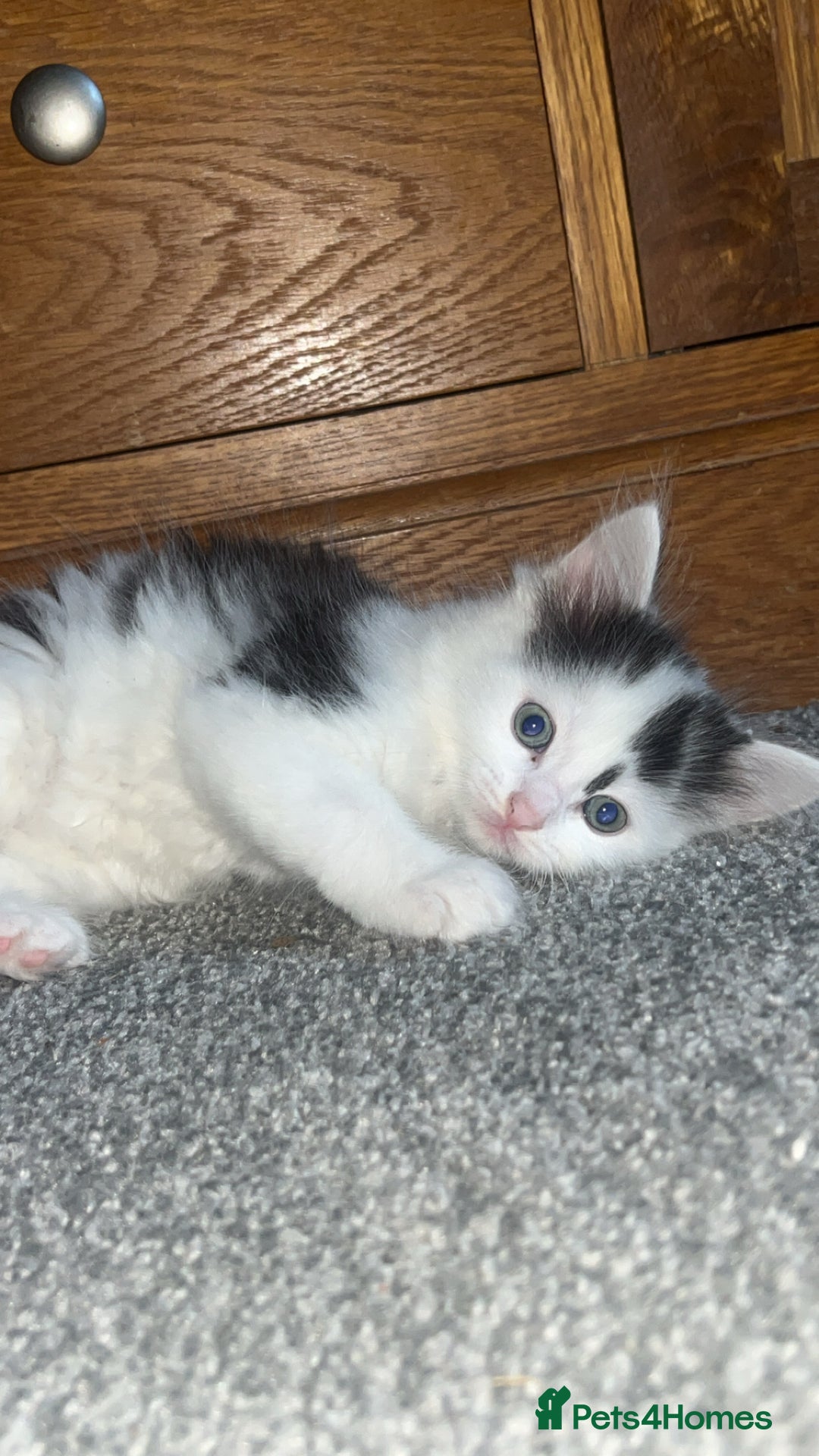 Ragdoll cats for sale: Half Ragdoll Kittens  - Image 4