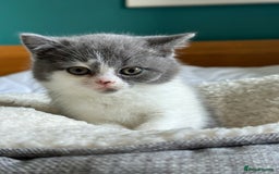 British Shorthair cats for sale: Pedigree British Shorthair Kittens - Image 10