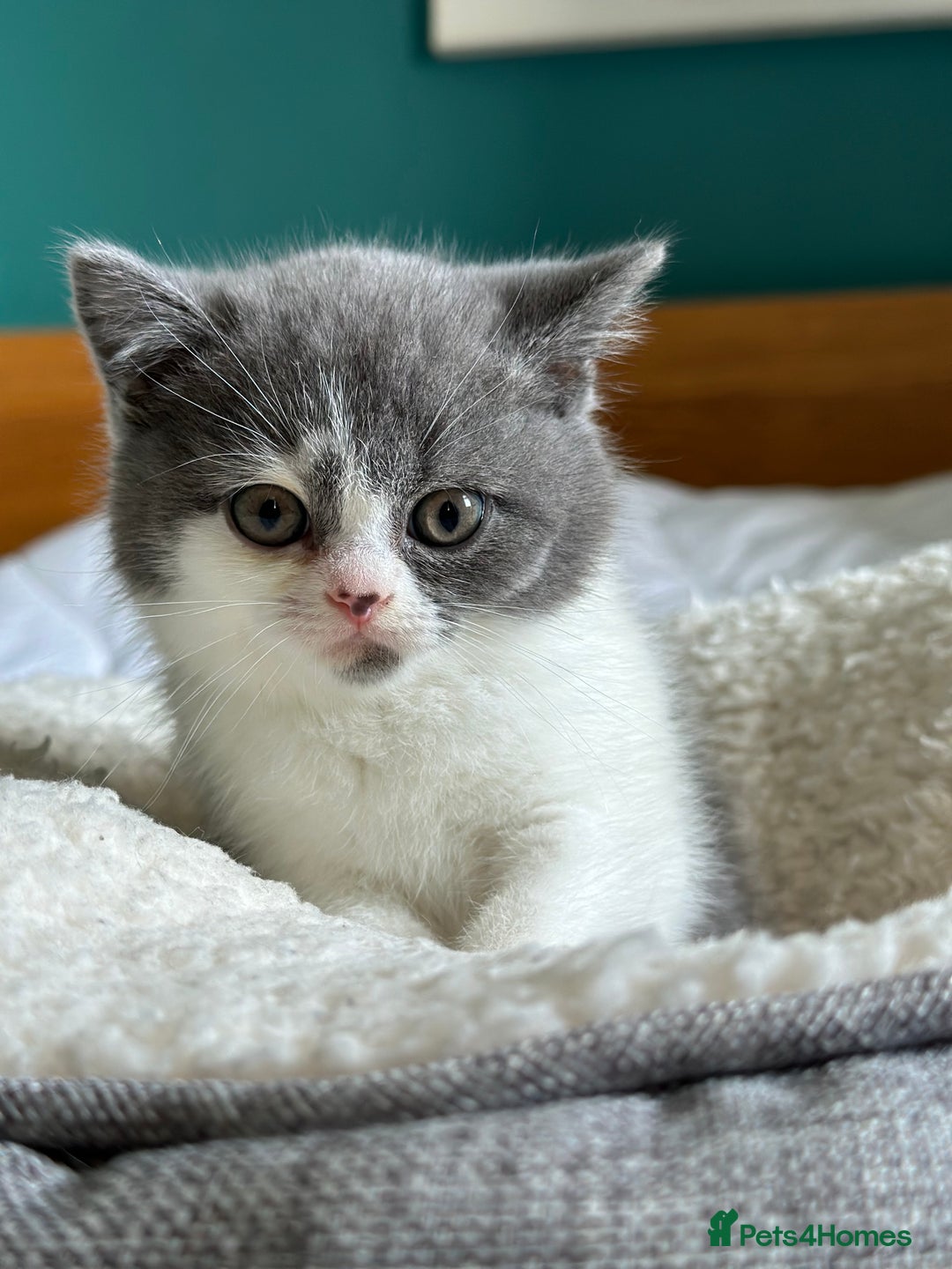 British Shorthair cats for sale: Pedigree British Shorthair Kittens - Image 10