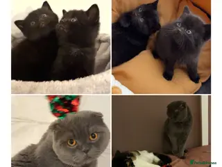 Scottish Fold cats Gorgeous Scottish fold kittens.💙 - Advert 1