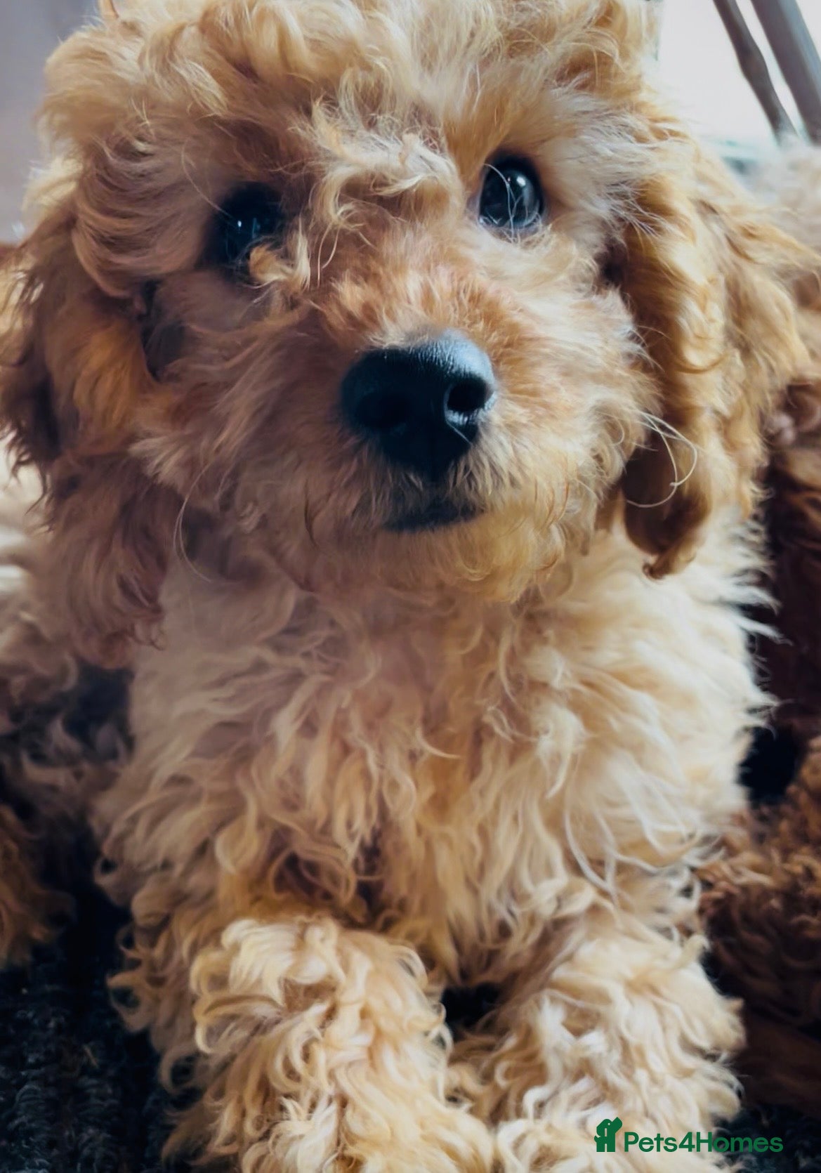 Cavapoo dogs 💙2 Cavapoo Fur Babies🩵 Ready now🐾🏡 - Advert 2