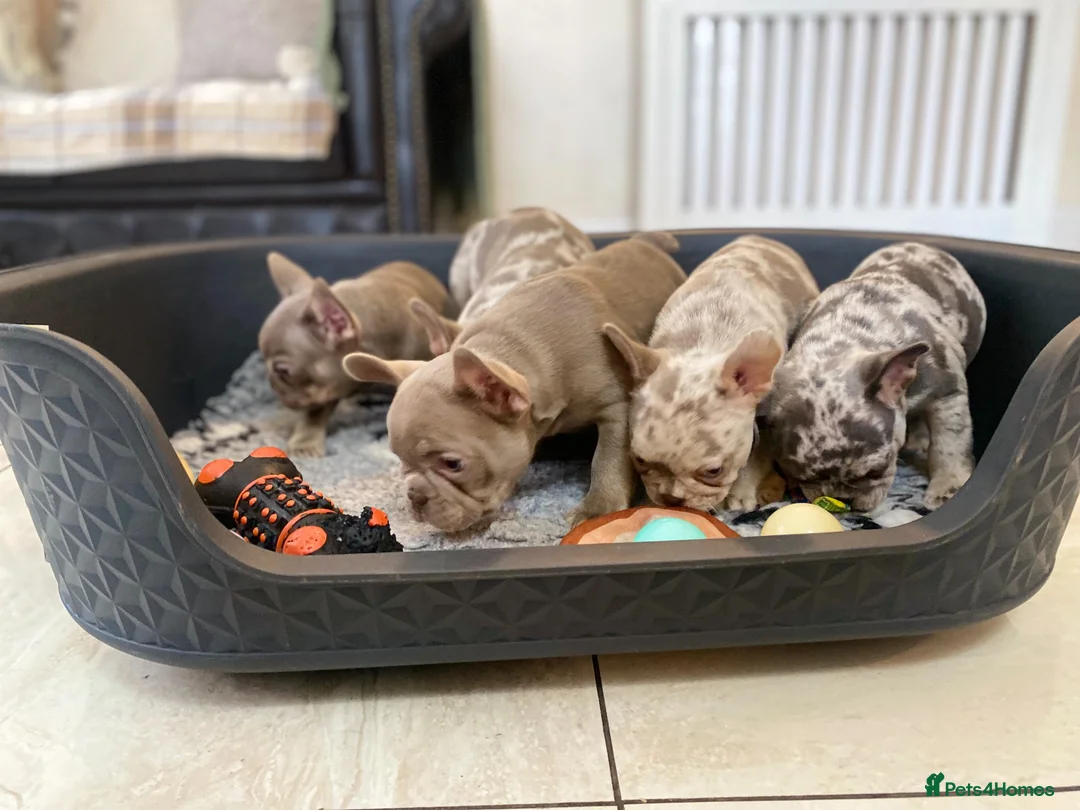 French Bulldog dogs for sale: NEWSHADE ISABELLA AND MERLE FRENCH BULLDOGS - Advert 20