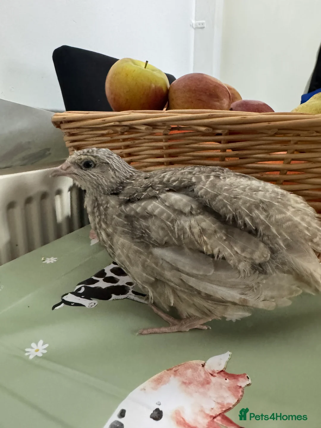 Quail poultry for sale: Coturnix Jumbo Quails  - Advert 5