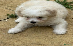 Bichon Frise dogs for sale: Dogs  - Image 10