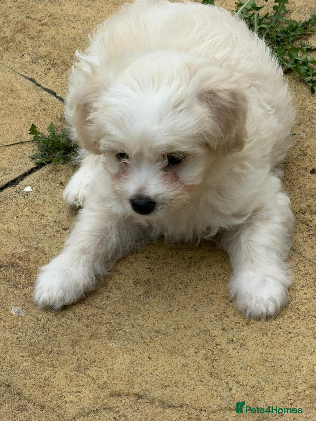 Bichon Frise dogs for sale: Dogs  - Image 10