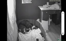 Rottweiler dogs for sale: Rottweiler puppies  - Image 6