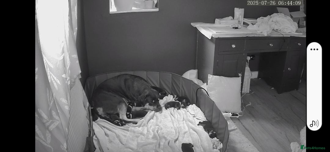 Rottweiler dogs for sale: Rottweiler puppies  - Image 6