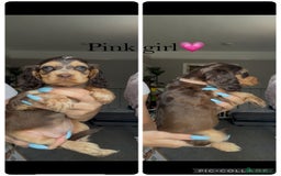 Cocker Spaniel dogs for sale: 7 beautiful chocolate sable cocker spaniels - Image 37