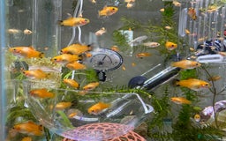 Platies fish for sale: Small platys for sale £1 each in Bromley - Image 1