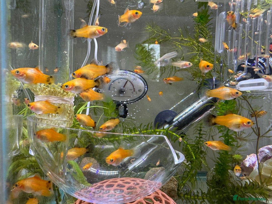 Platies fish for sale: Small platys for sale £1 each in Bromley - Image 1