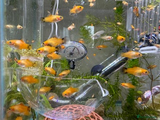 Platies fish Small Platy, Guppy&Bristlenose Pleco Hobby Tank in Bromley - Advert 5