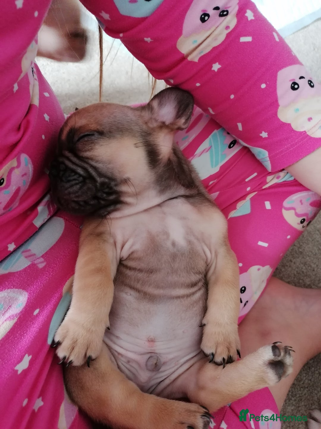 French Bulldog dogs for sale: Gorgeous French bulldog puppies Just 1 girl left!  - Advert 4