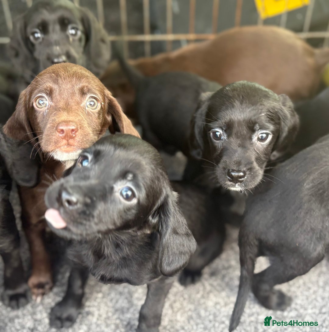 Cockerdor dogs for sale: Beautiful cockerdor puppies - Image 1