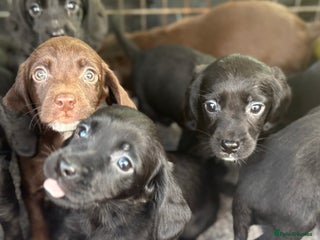 Cockerdor dogs for sale - Advert 1