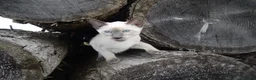 Siamese cats for sale: Adorable Siamese Kittens in Inverness - Advert 10