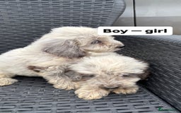 Cockapoo dogs for sale: Hi for sale is my 10 cockapoo puppy’s New  - Image 4