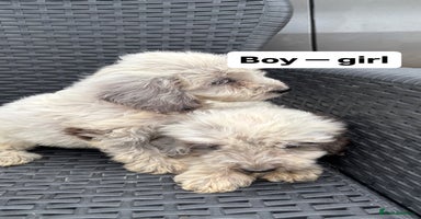 Cockapoo dogs - Advert 5