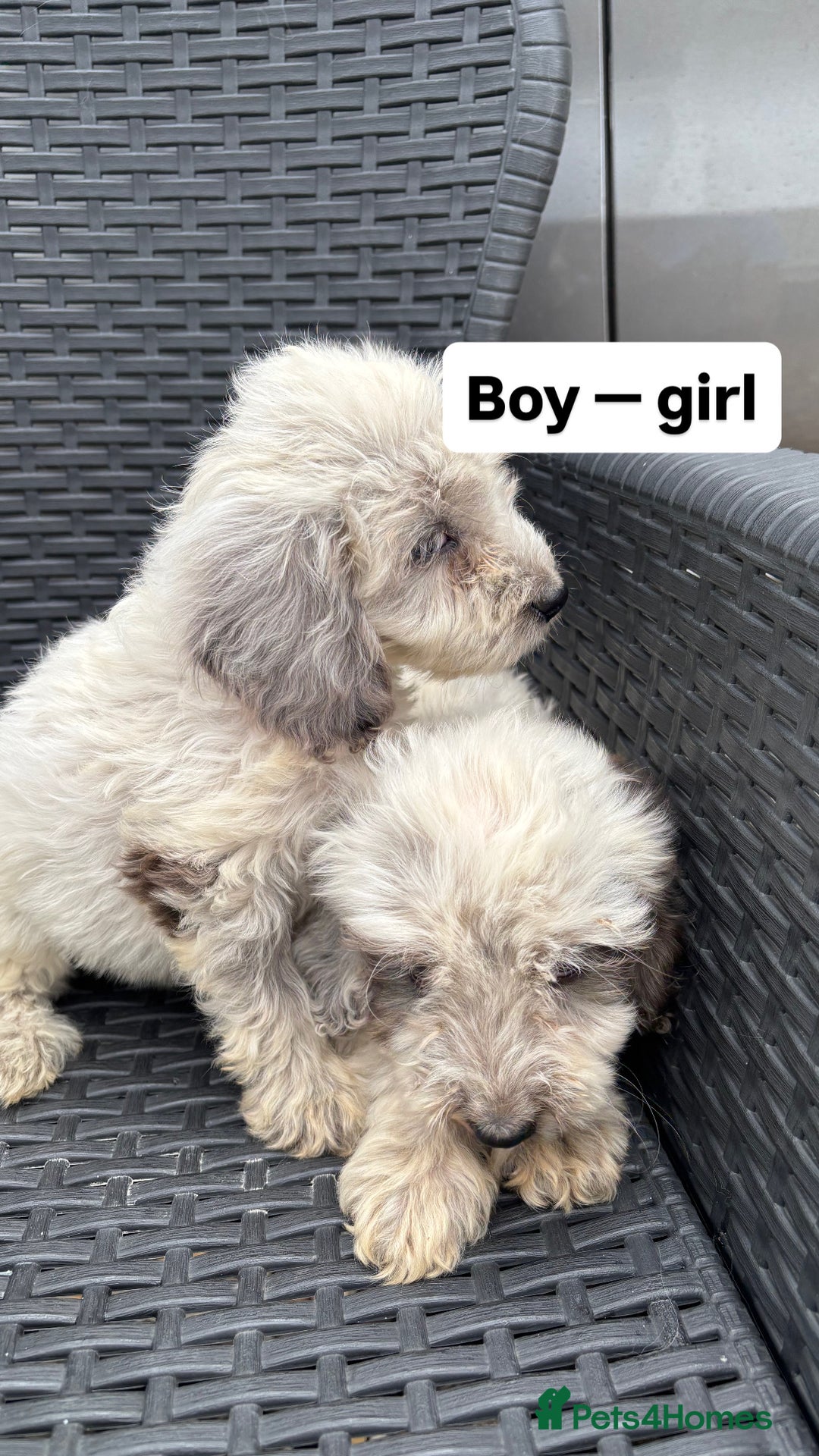 Cockapoo dogs for sale: Hi for sale is my 10 cockapoo puppy’s New  - Image 4